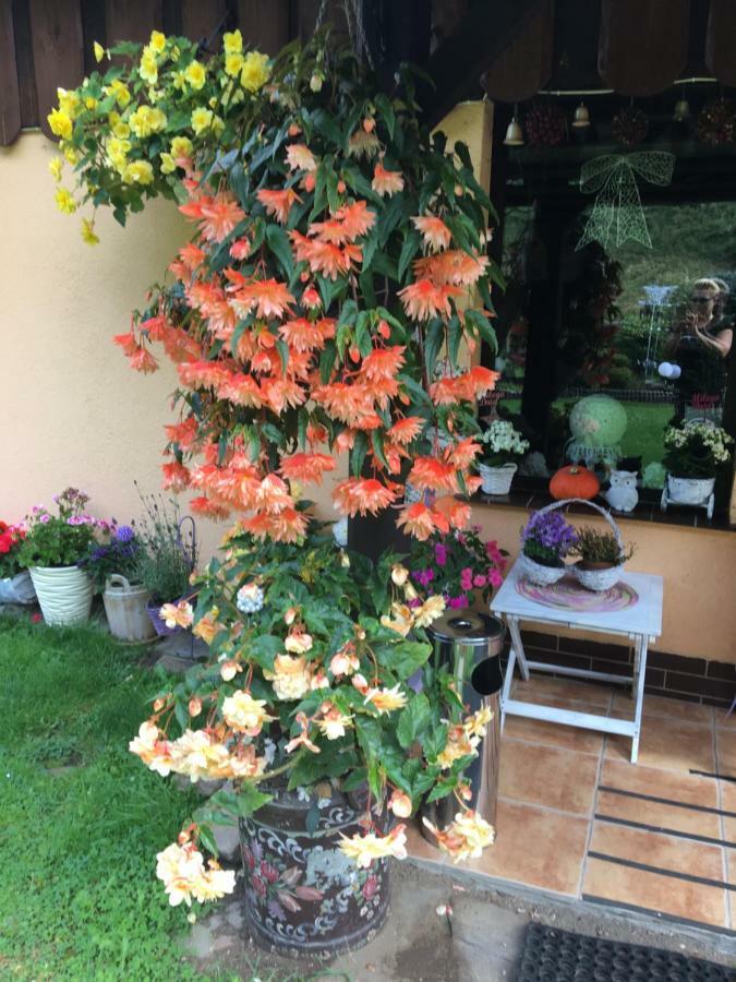 Ranczo Frodyma Bed & Breakfast สโตรเนีย ชล็องสเกีย ภายนอก รูปภาพ